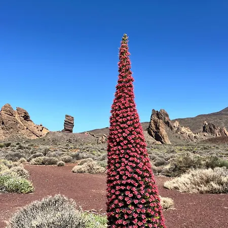 Appartamento Palm Vista Costa Adeje (Tenerife)